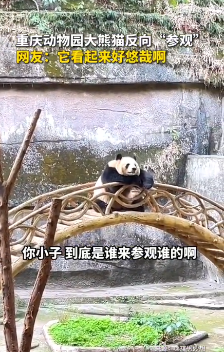 重庆动物园大熊猫反向参观游客 到底什么情况-图1